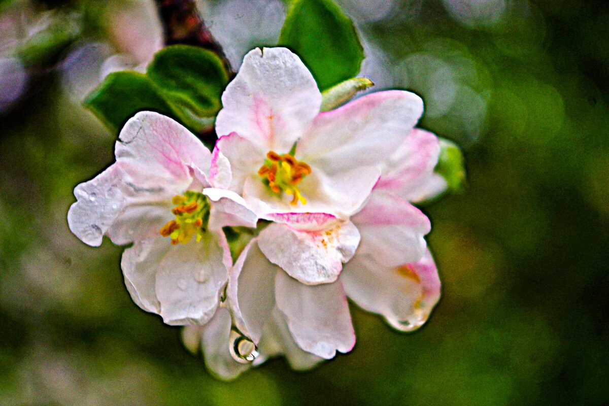 цветет яблоня - юрий иванов 