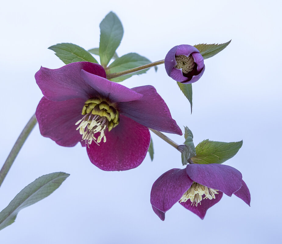 helleborus - Zinovi Seniak