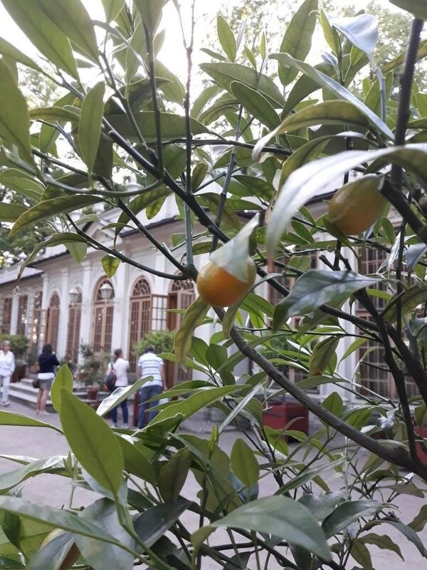 лимоны в Летнем саду - Anna-Sabina Anna-Sabina
