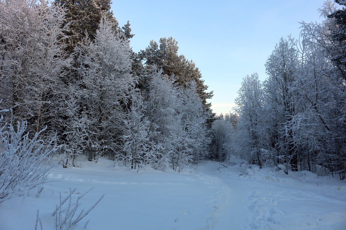 В снежном лесу - Ольга 