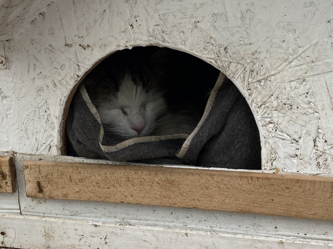 В домике для котов. - Валерия Комова