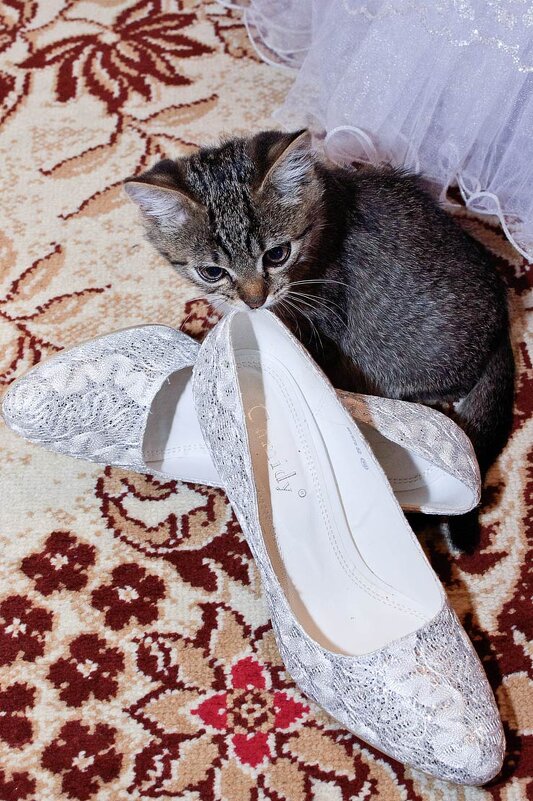 Ну и размерчик у моей хозяйки, подумал котёнок боязливо поглядывая на свадебные туфли... - Анатолий Клепешнёв