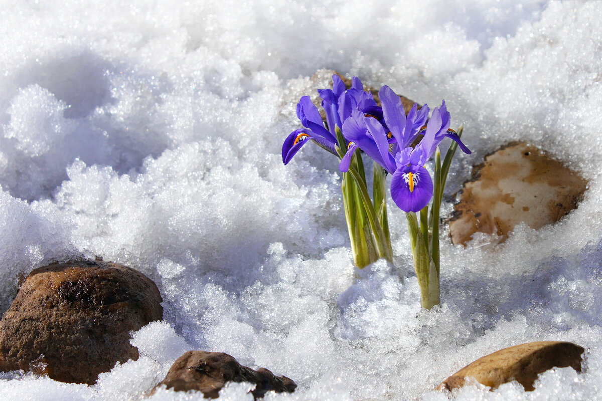 Последний снег и первые цветы на альпийской горке - Olenka 