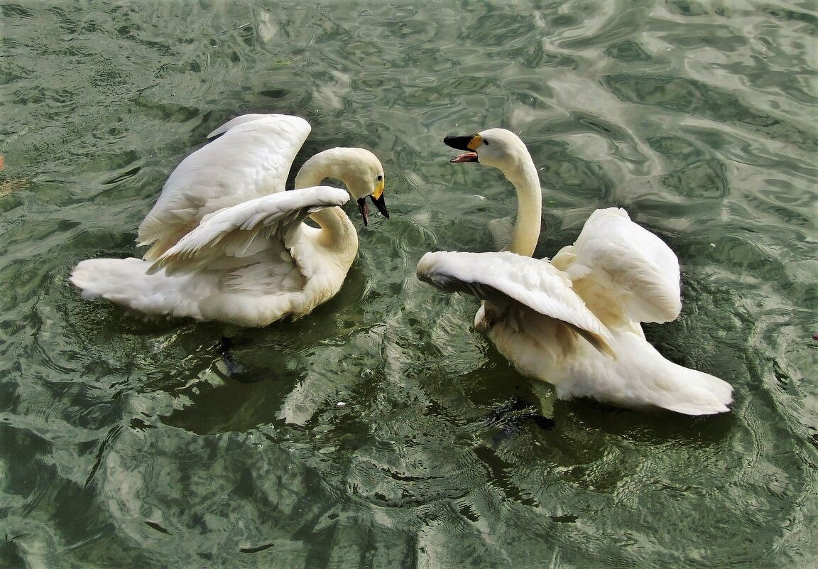Лебеди-кликуны на озере - Aida10 