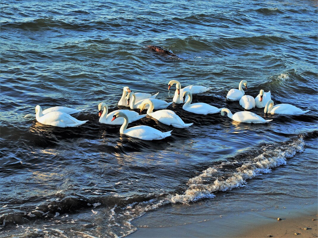 Лебеди на море - Aida10 