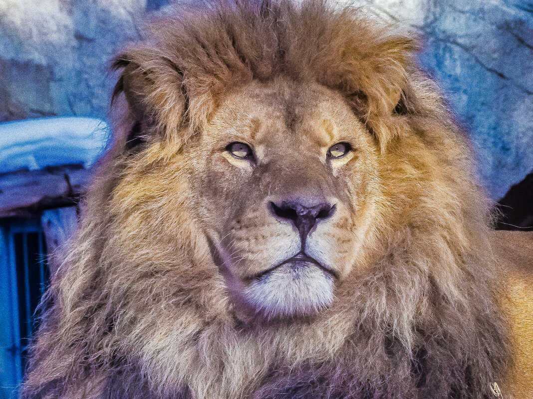 Портрет льва Сэмюэля. - аркадий 