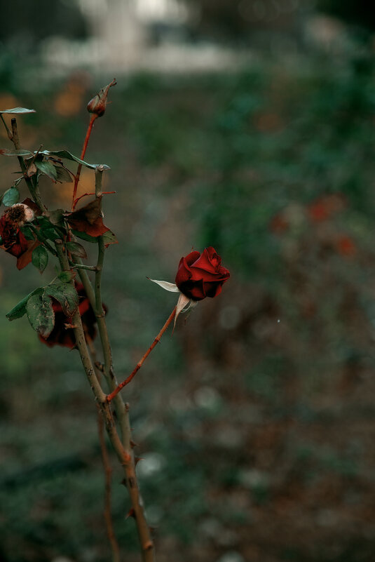 Зимняя роза - Яна Горбунова