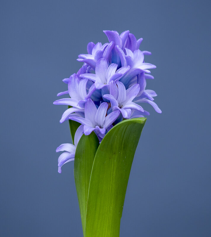 hyacinth - Zinovi Seniak