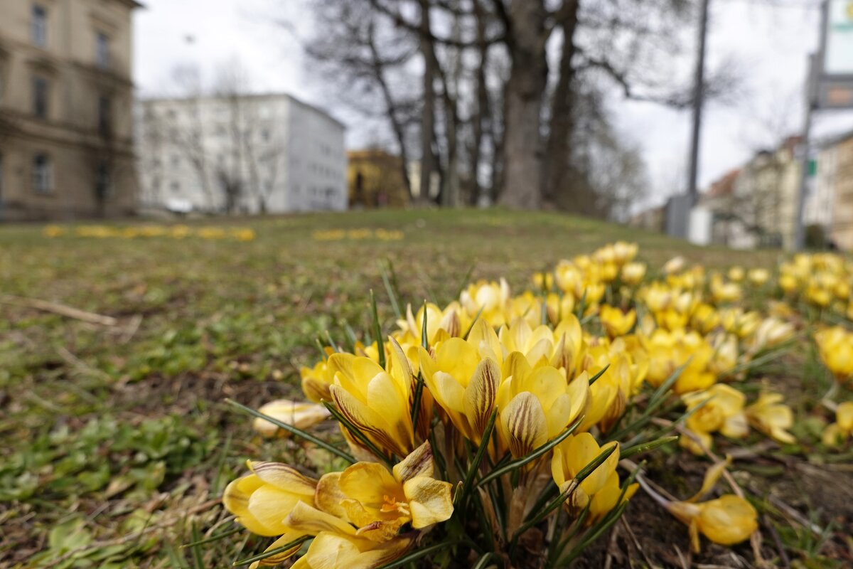 Весна в городе...Аугсбург - Galina Dzubina