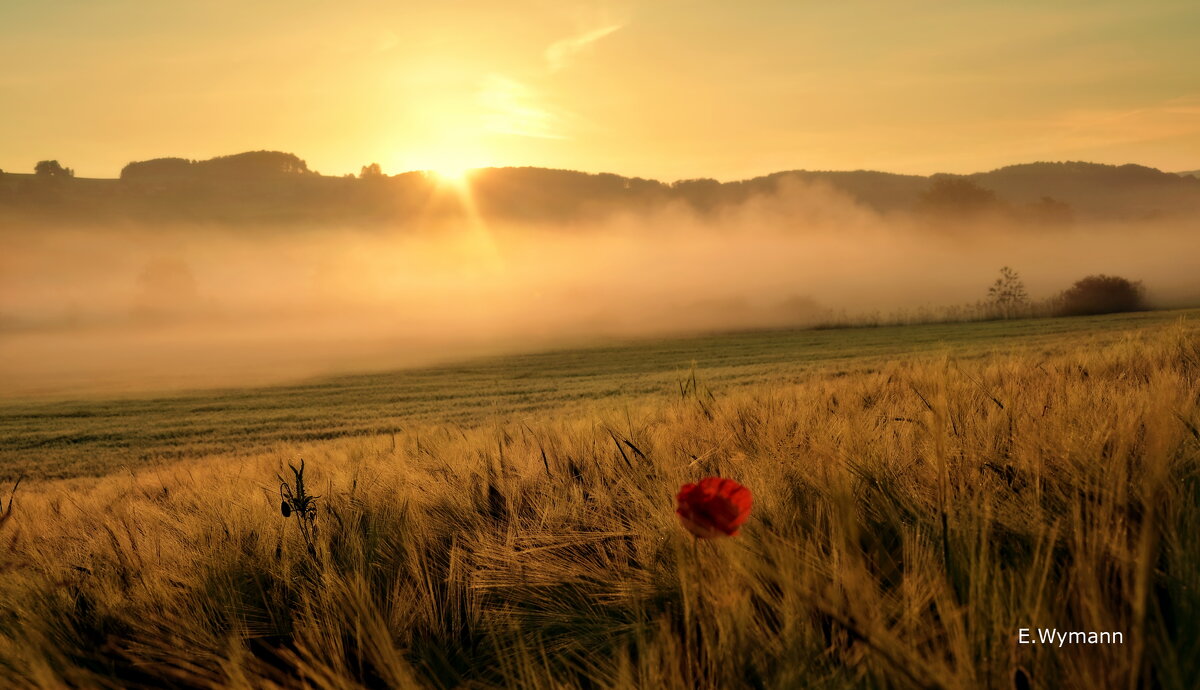 misty morning - Elena Wymann