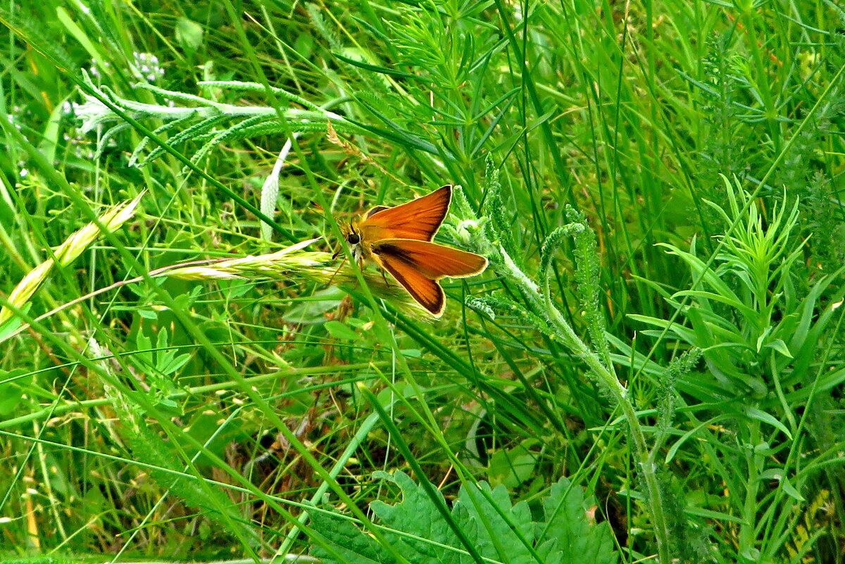 Толстоголовка тире (лат. Thymelicus lineola) — бабочка из семейства толстоголовок. - Ivan Vodonos