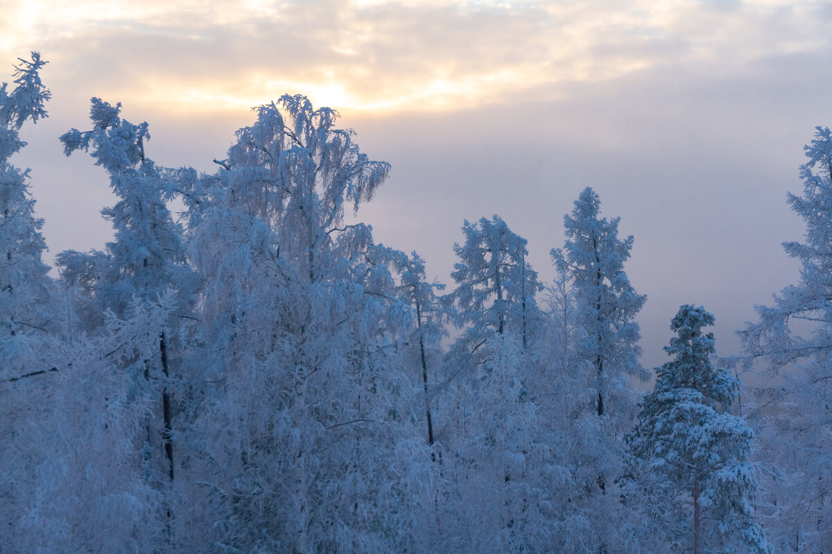 Зимний лес на склоне горы Волчиха - Михаил Пименов