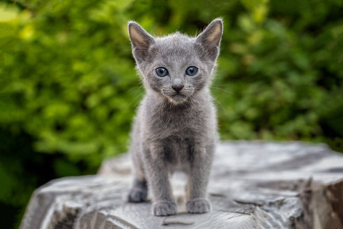 Котики в питомнике