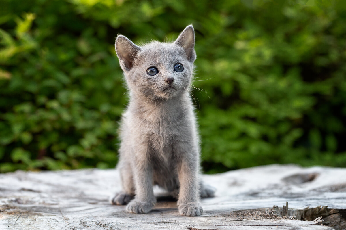 Котята, русская голубая 1 мес 3 нед. Питомник Гиперборей фото 12. - Герман Воробьев