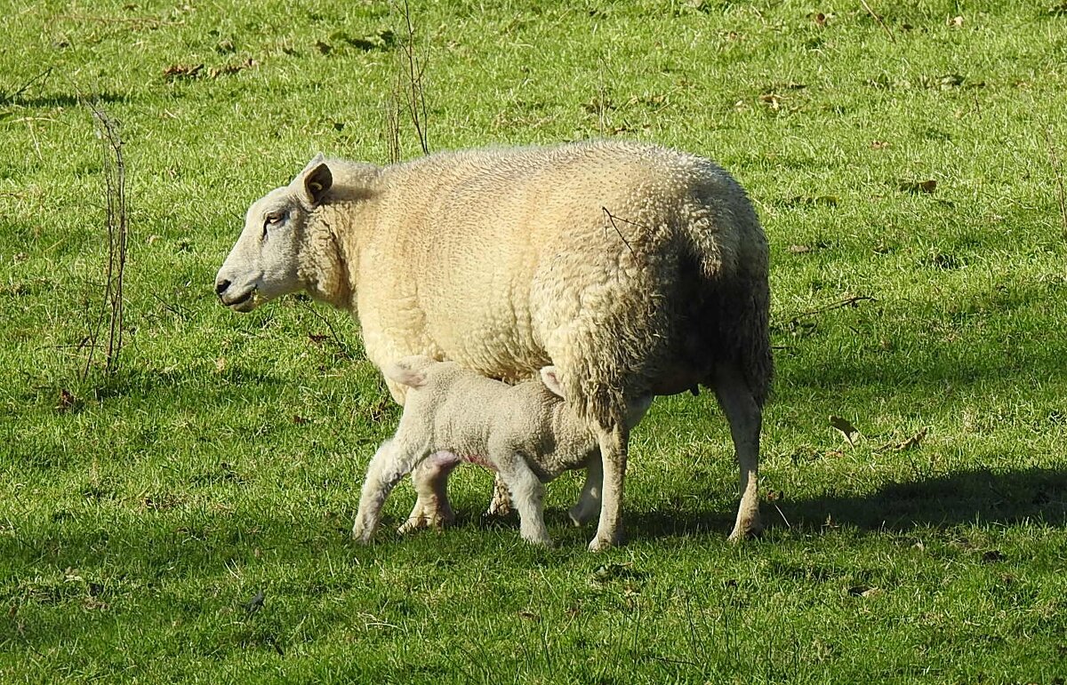 Овца с новорождённым ягнёнком - Natalia Harries