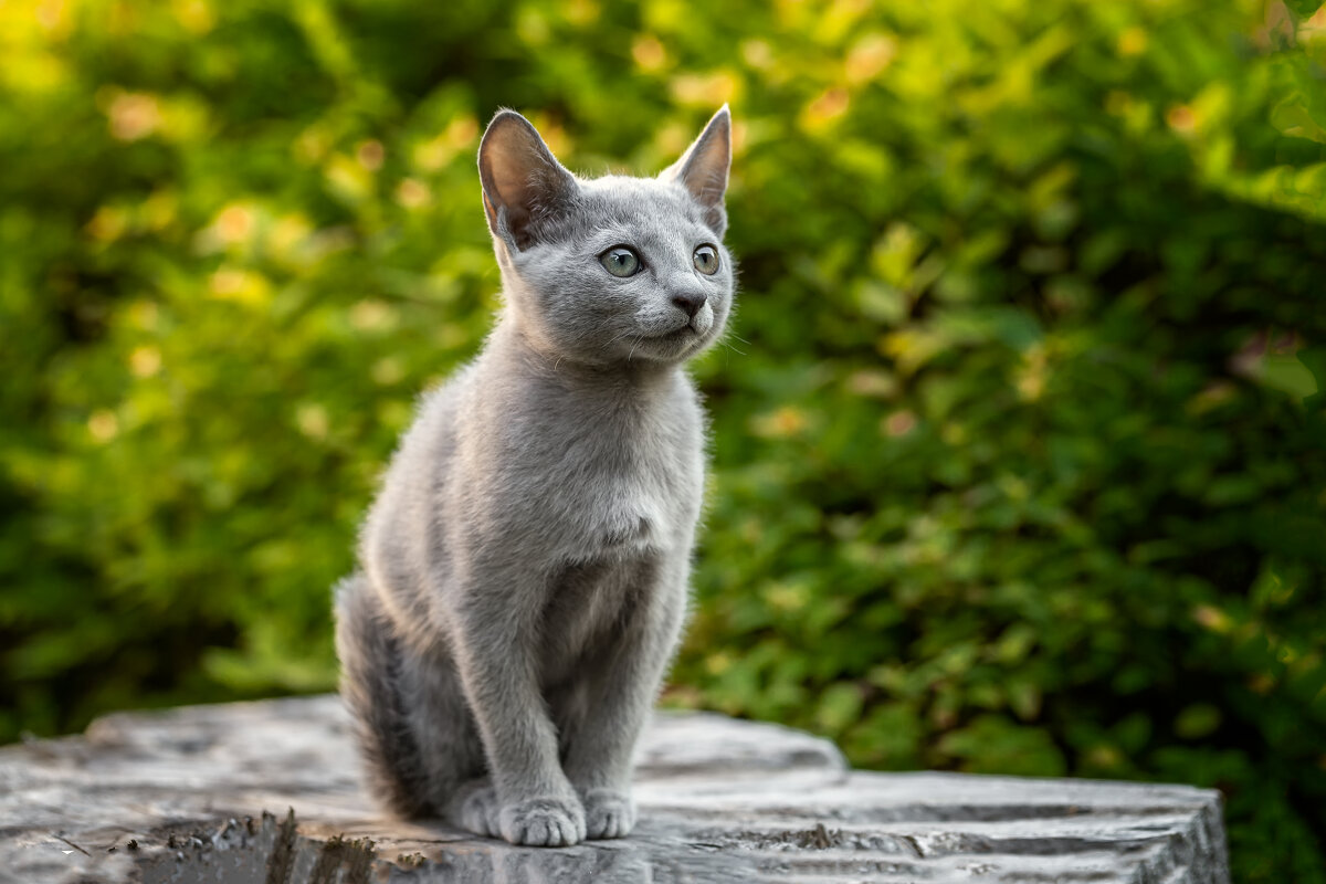 Котята, русская голубая 2 мес 1 нед. Питомник Гиперборей фото 1. - Герман Воробьев