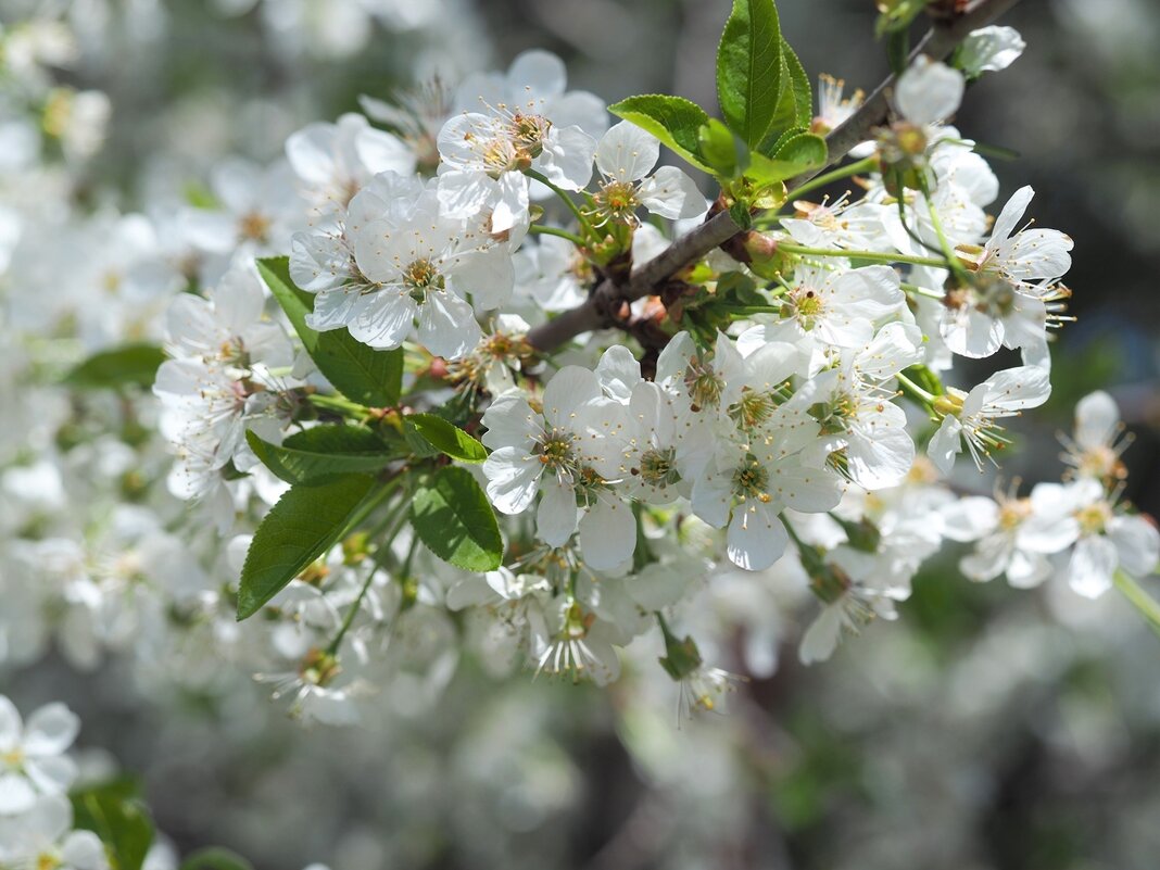 Цветущая весна - wea *