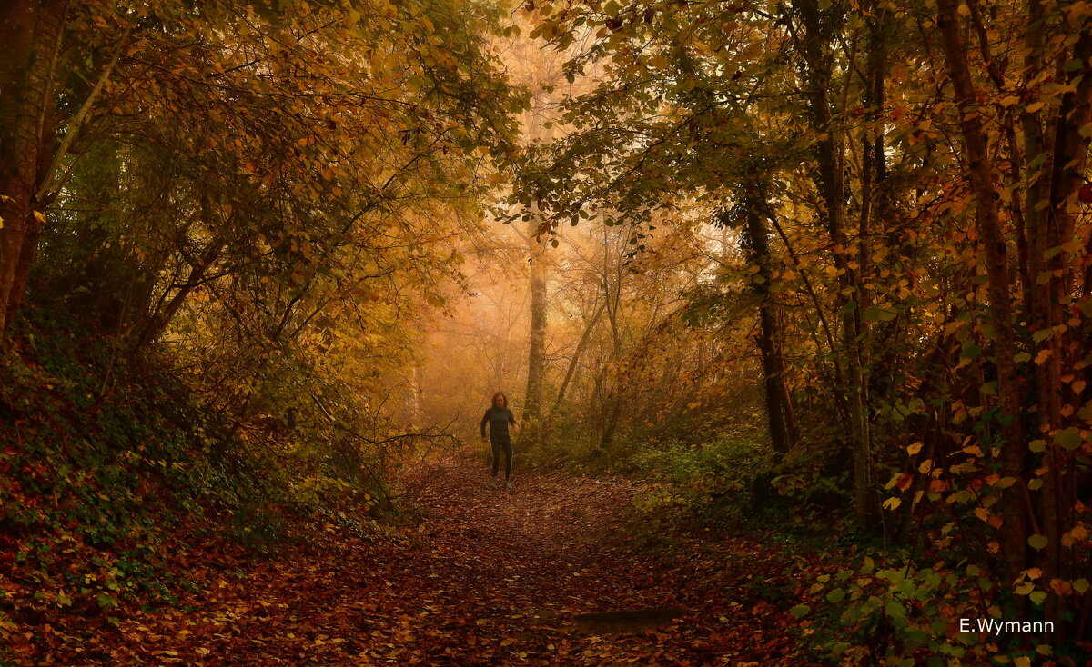 autumn forest - Elena Wymann