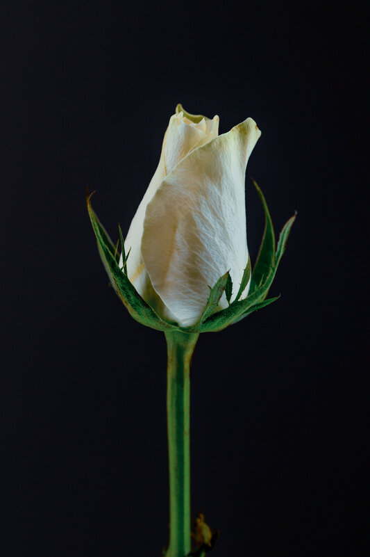 Белая роза - Геннадий Коробков