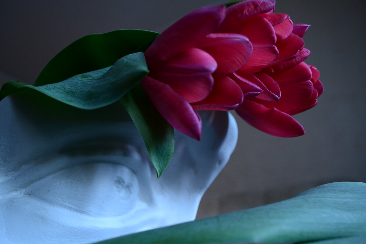 Взгляд сквозь тюльпаны - Роза 