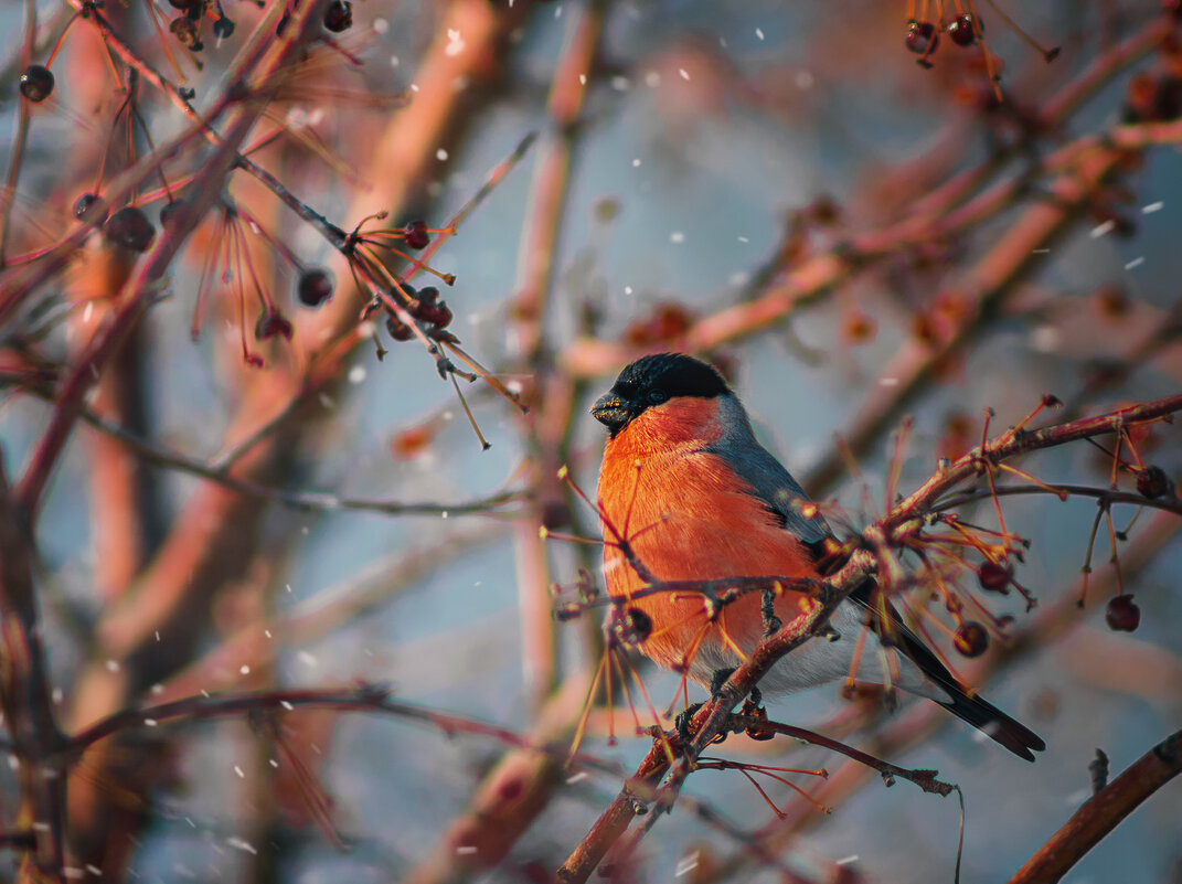 Снегирь - певчая птица рода снегирей - Олег Белан