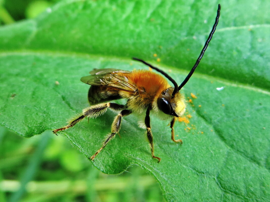 Пчела длиноусая......Eucera longicornis - Пчела длинноусая. - Ivan Vodonos