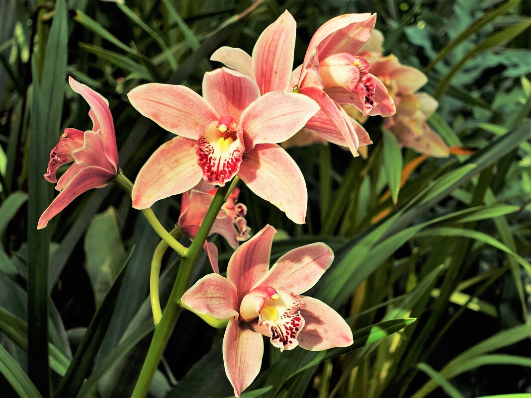 Орхидея Каттлея - Aida10 