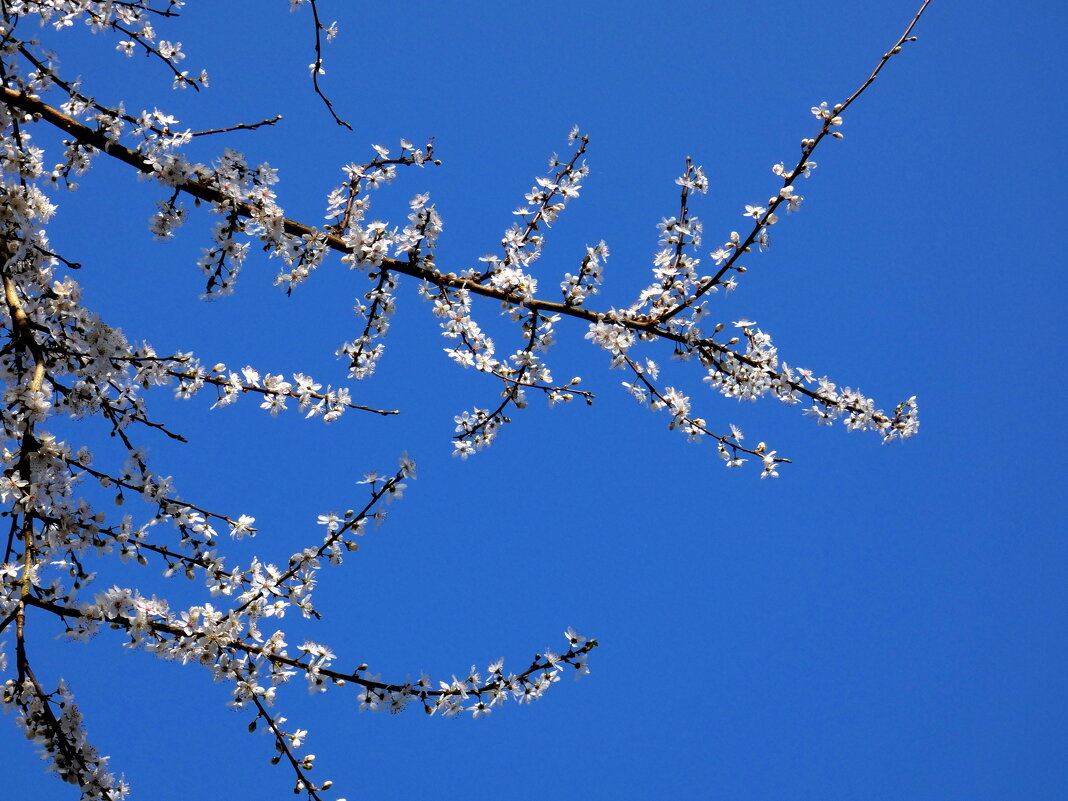 белые цветы и голубое небо - Heinz Thorns