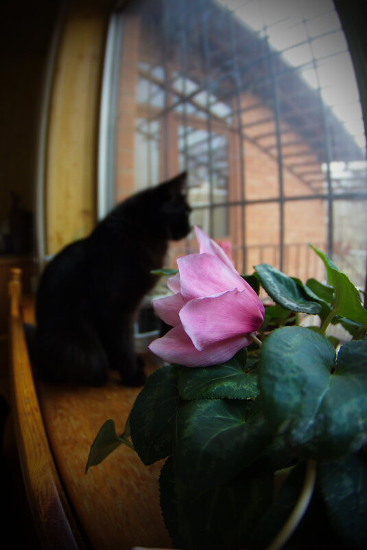 The Cat & The Flower - M Marikfoto
