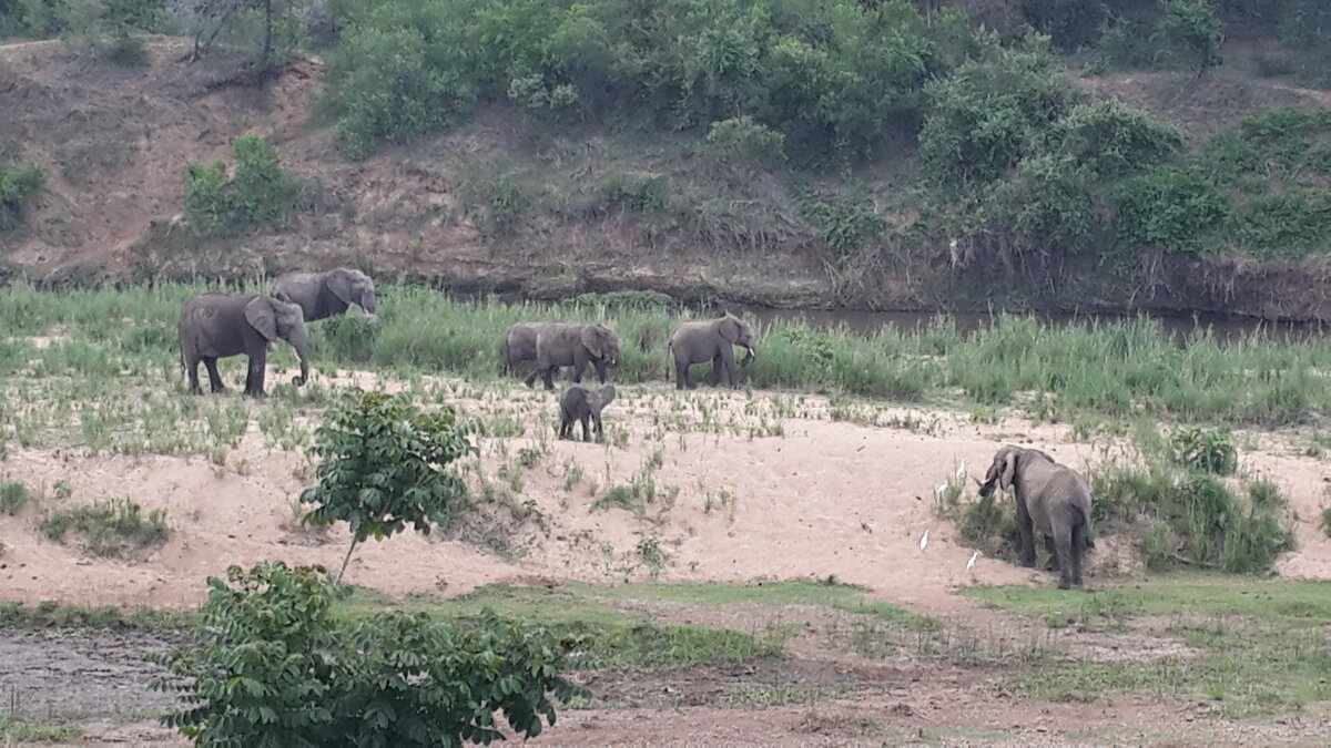 Elephants in the Crocodile River - John Anthony Forbes