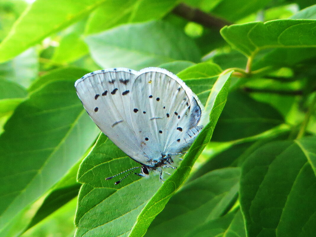 Голубянка крушинная или весенняя Celastrina argiolus - Ivan Vodonos