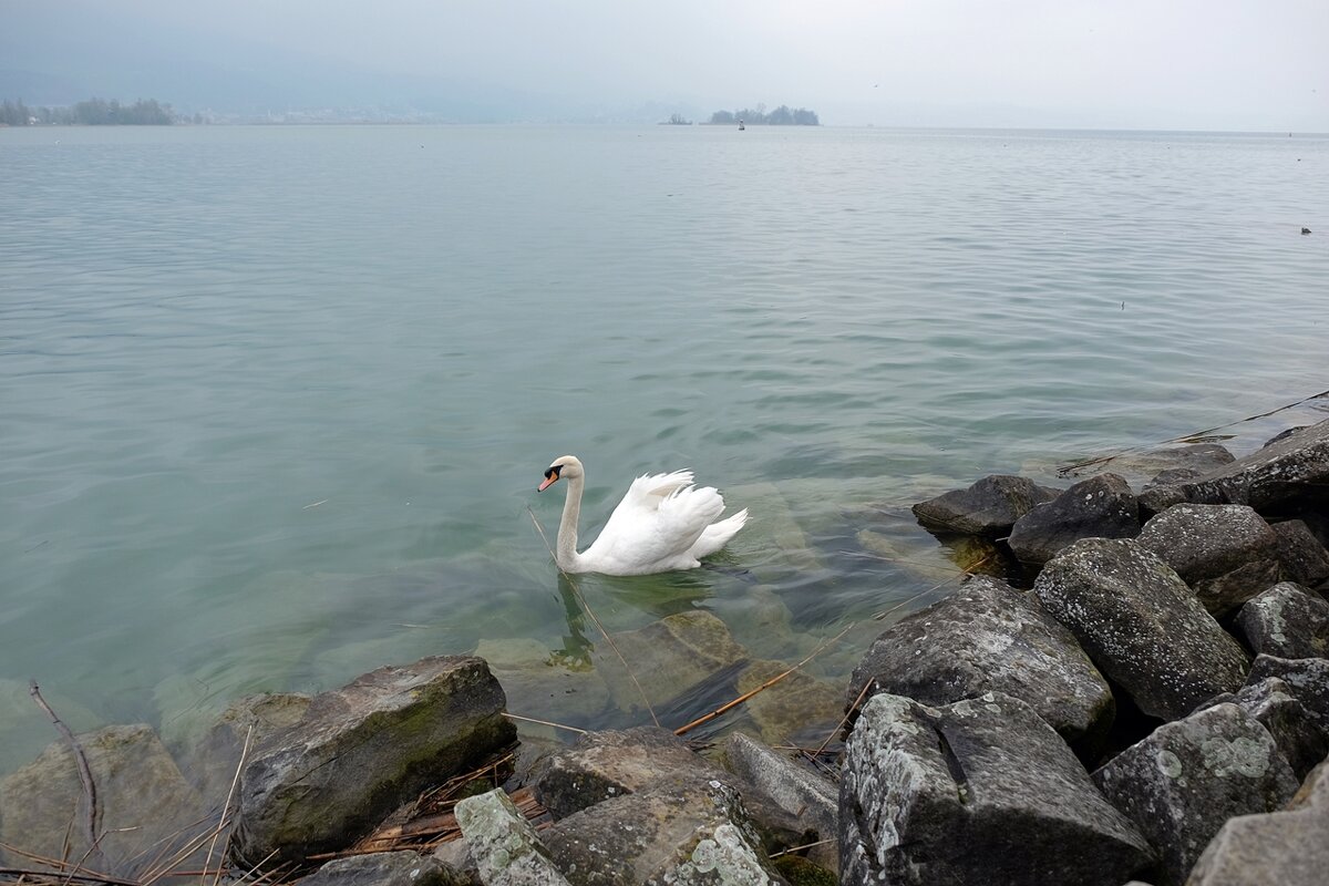 Цюрихское озеро Rapperswil Рапперсвиль Швейцария - wea *