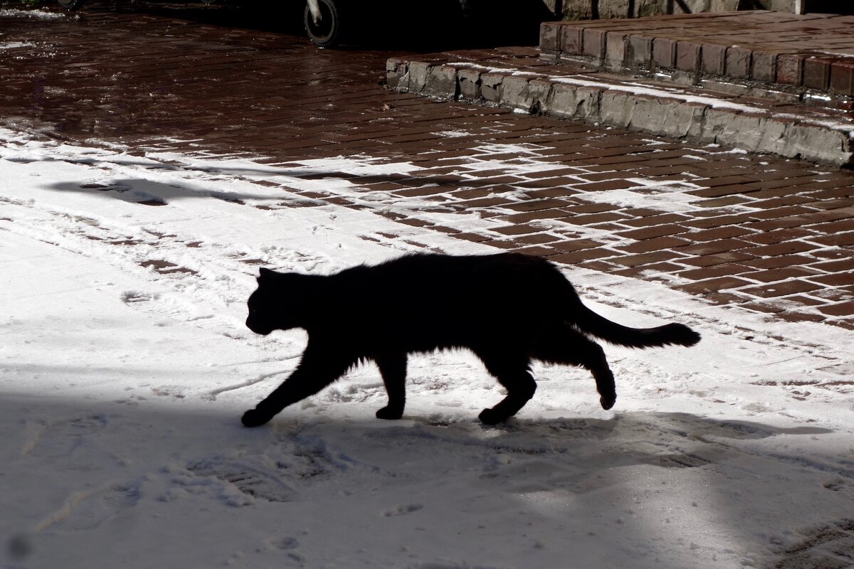 чёрная кошка - Елена 
