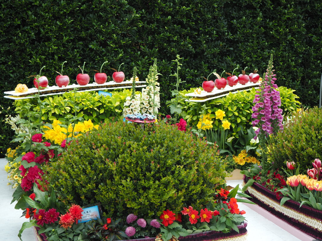 Hong Kong "Flower Show Victoria Park" Гонконг "Парк Виктория" - цветочное шоу - wea *