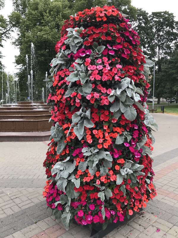 Городские цветы - Pippa 