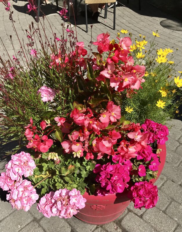 Городские цветы - Pippa 