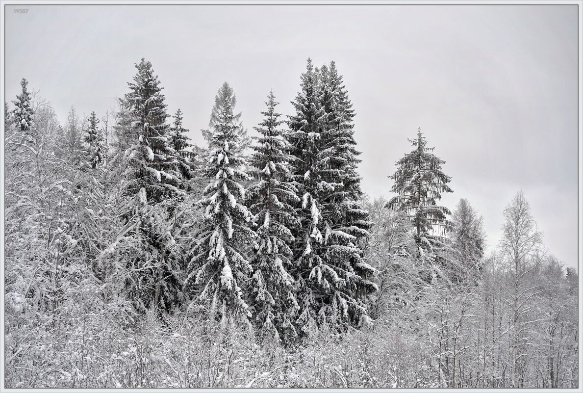 Зимний лес - Vadim WadimS67