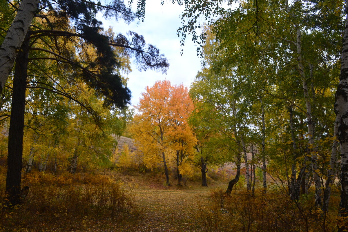 Жёлто-зелёная красота леса... - Андрей Хлопонин