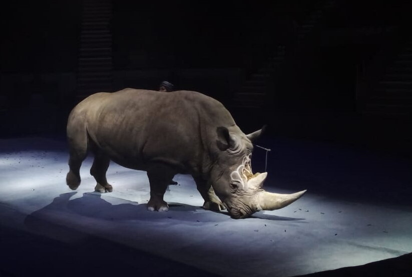 Носорог в цирке - Савелий 
