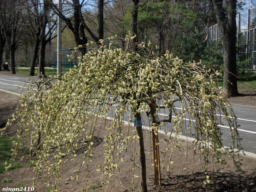 Апрель - Нина Бутко