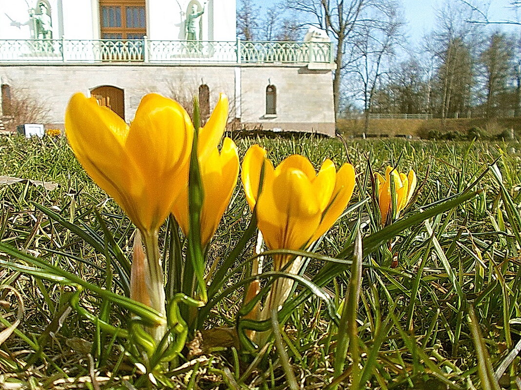 Весна в Царском Селе. - VasiLina *