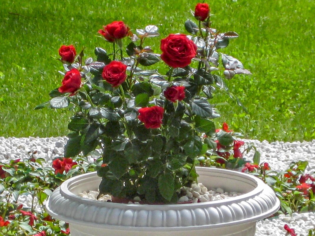 Розы в вазоне - Любовь Зинченко 