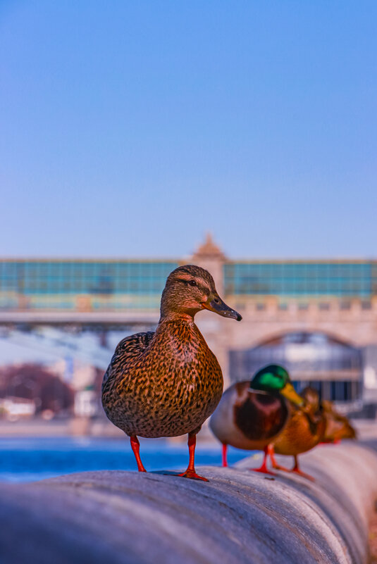 Утки москвички - Денис 1fotokot