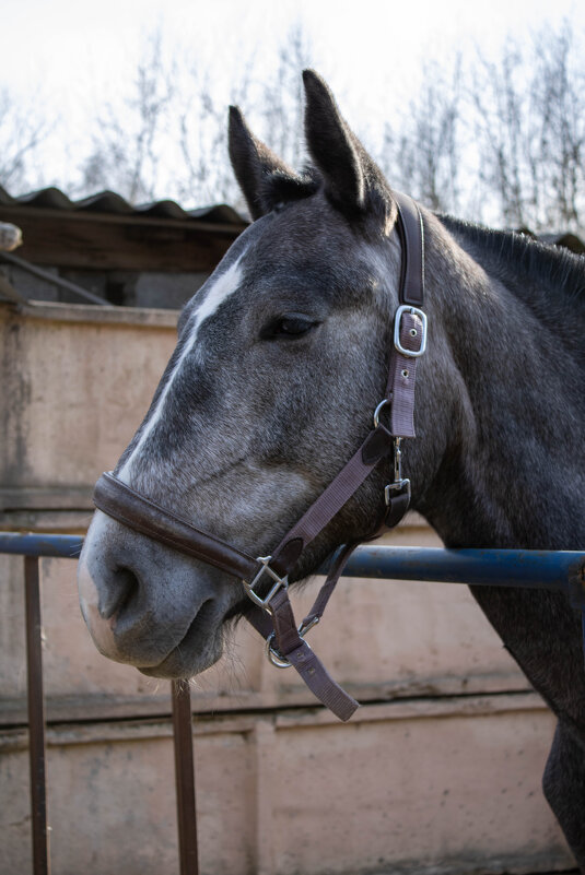 Голова серого коня, смотрящего из загона - Yurij Katkov