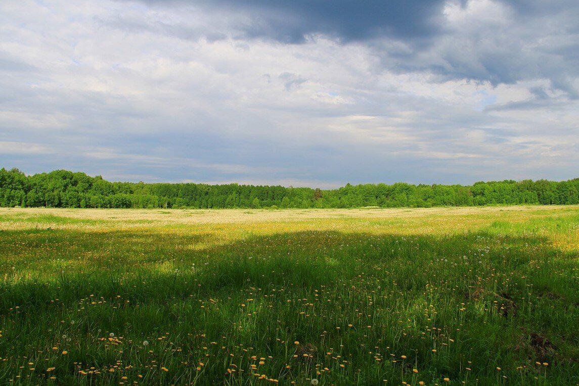 Цветочная поляна перед дремучим лесом - Владимир Кириченко