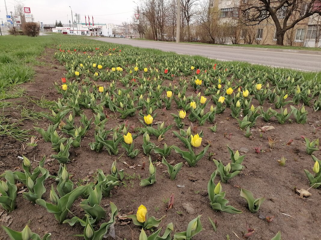 На городских клумбах Белгорода расцветёт 2,5 млн тюльпанов - Сергей Тимоновский