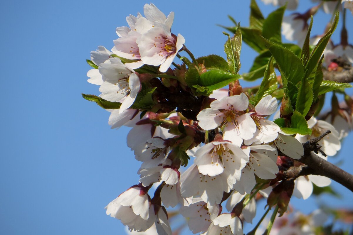 Эта вишня во время цветения чем-то напоминает сакуру - Татьяна Смоляниченко