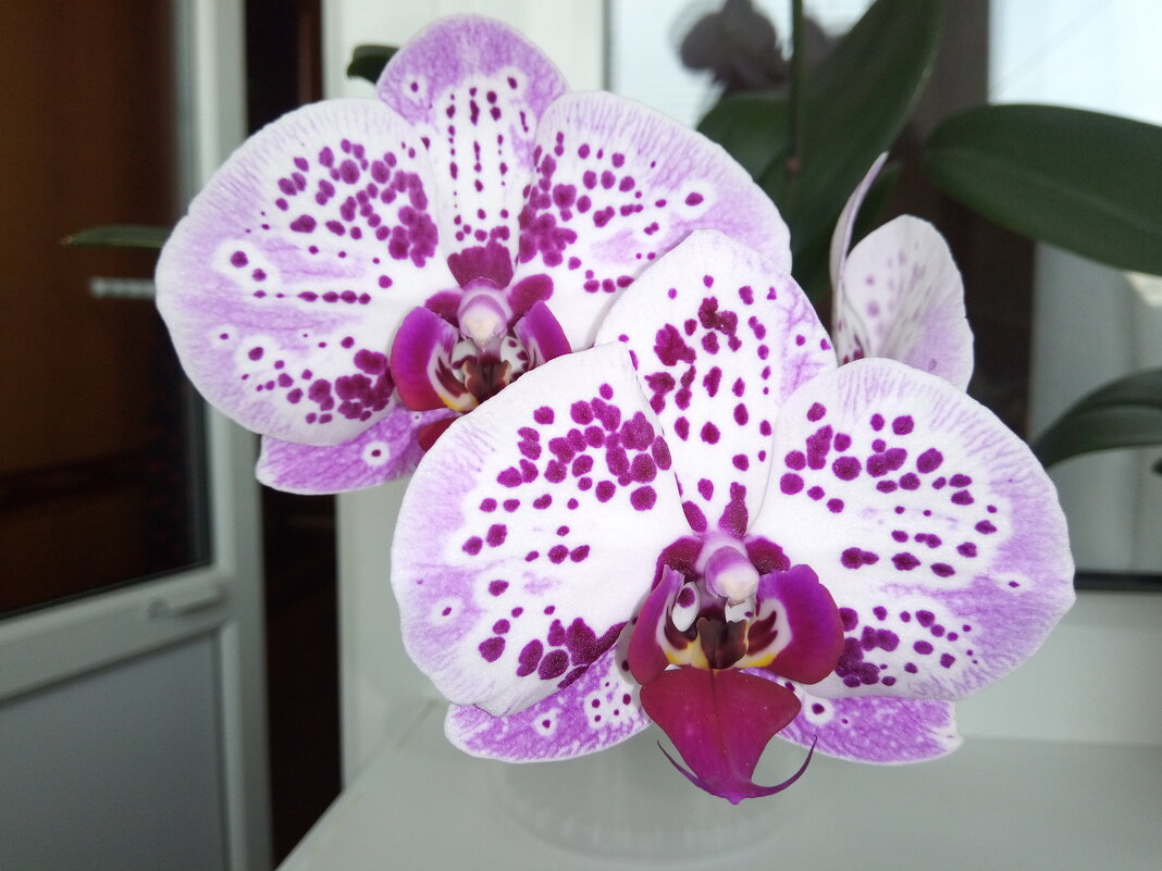 орхидея - Giant Tao /