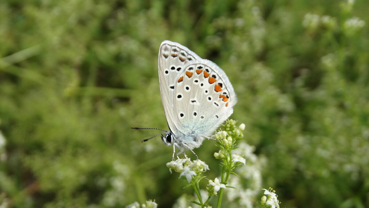 Синявець Ікар (Polyommatus icarus) — вид денних метеликів родини синявцевих (Lycaenidae) - Ivan Vodonos