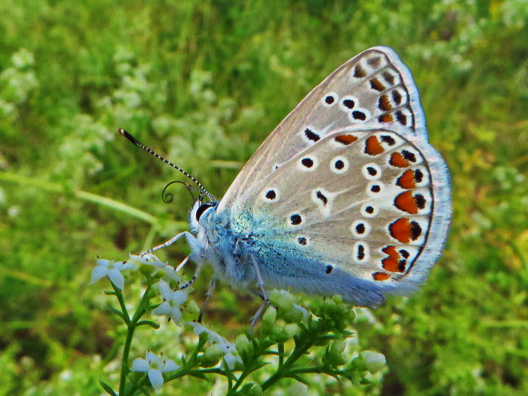 Синявець Ікар (Polyommatus icarus) — вид денних метеликів родини синявцевих (Lycaenidae) - Ivan Vodonos